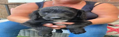 Cocker Spaniel 1
