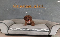 Cavapoo dogs for sale: Cavapoo F1 Puppies ❣️ - Image 6