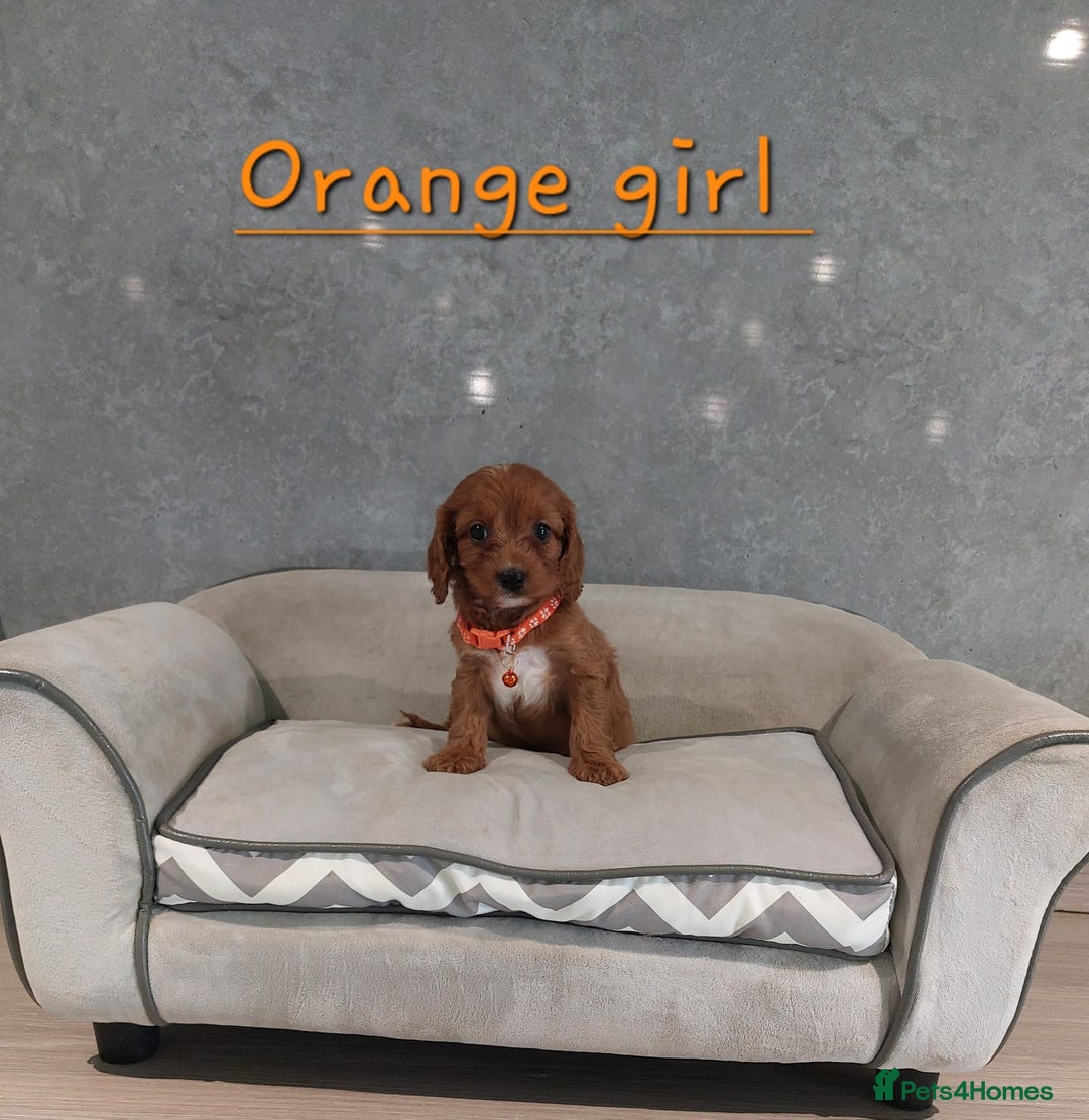 Cavapoo dogs for sale: Cavapoo F1 Puppies ❣️ - Image 6