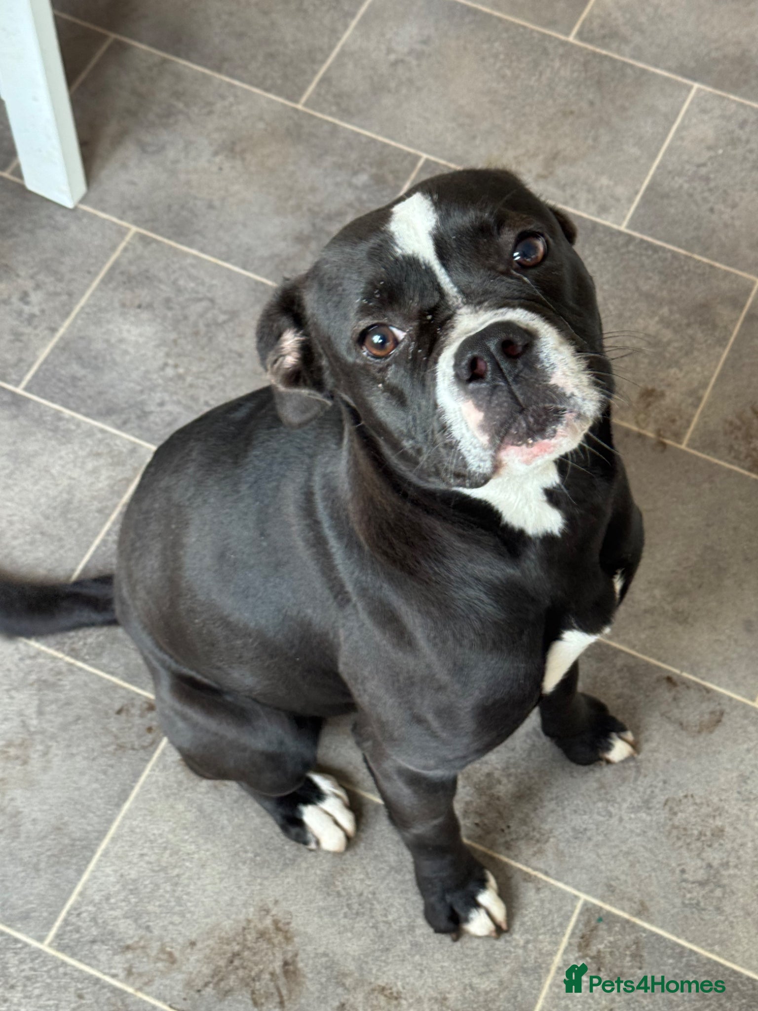 Mixed Breed dogs Beautiful Beau 1 year old female - Advert 5