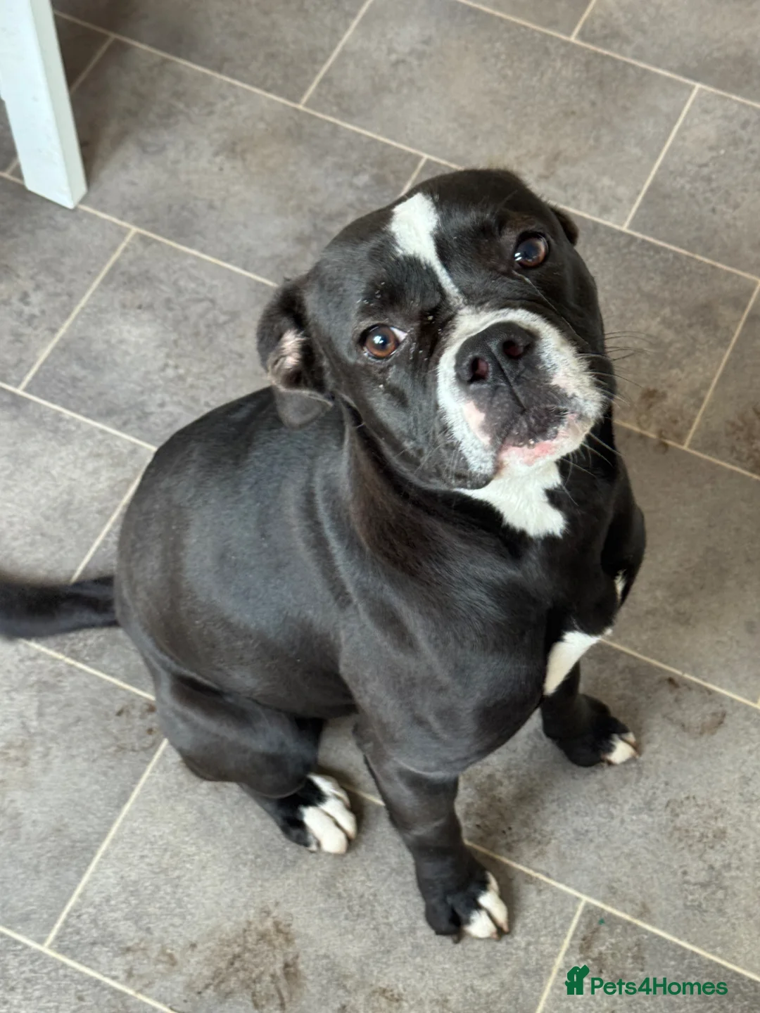 Mixed Breed dogs for sale: Beautiful Beau 1 year old female - Advert 1