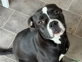 Mixed Breed dogs Beautiful Beau 1 year old female - Advert 5