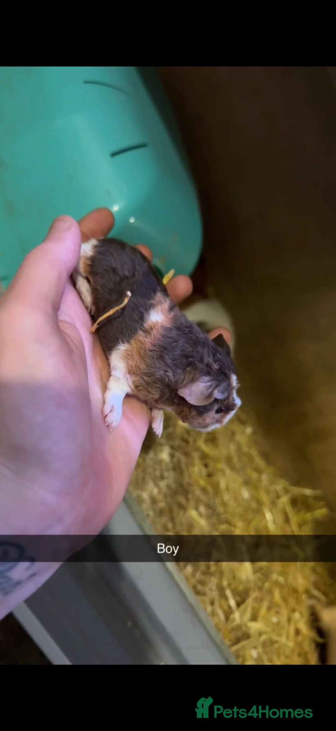 Guinea Pig rodents for sale: Guinea pig teddy boars  - Advert 2