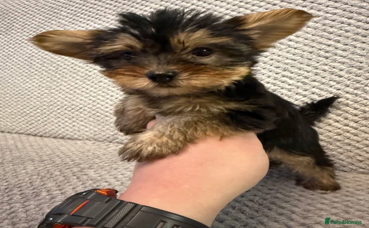 Yorkshire Terrier dogs - Advert 7