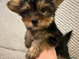 Yorkshire Terrier dogs Stunning Yorkshire Terrier puppies for sale - Advert 13