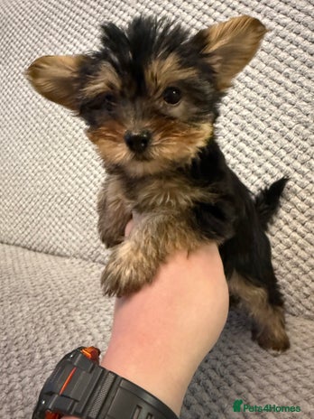 Yorkshire Terrier dogs - Advert 7