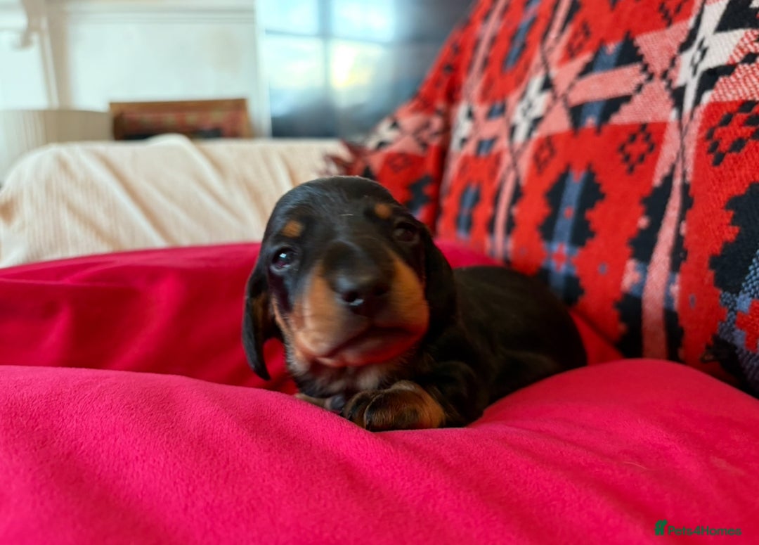 Miniature Dachshund dogs for sale: Beautiful litter of Black & Tan mini dachshunds - Image 9