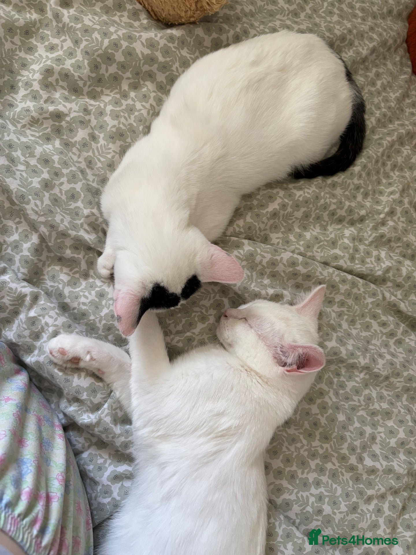 British Shorthair cats for sale:  Boy and girl kitten  - Advert 7