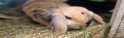 Dwarf Lop rabbits for sale: Adorable, Friendly. Laidback Dwarf Lop Boys 🐰🥰 - Advert 11