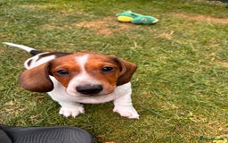 Miniature Dachshund dogs for sale: Pure Piebald Puppies Russian Champion Lines  - Image 14