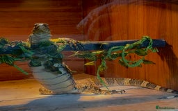 Monitor reptiles for sale: Nile monitor  - Image 3