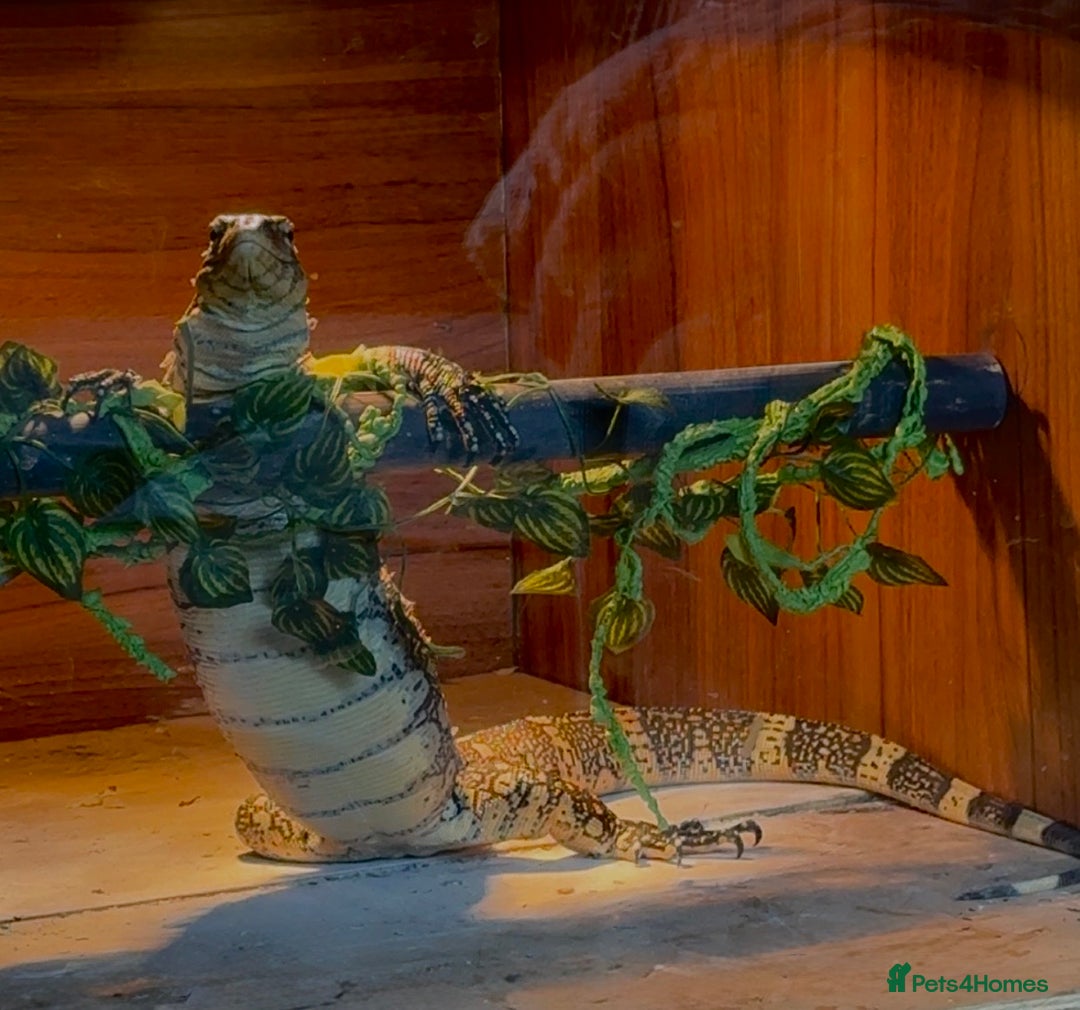 Monitor reptiles for sale: Nile monitor  - Image 3