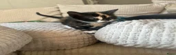 Mixed Breed cats for sale: 1 female kitten - Advert 4