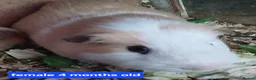 Guinea Pig rodents for sale: Guinea pigs  - Advert 5