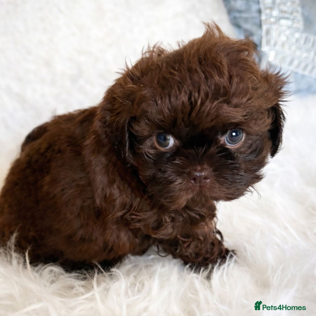 Shih Tzu dogs Aurora Shihtzu Waiting List Summer Babies 🌌 - Advert 1