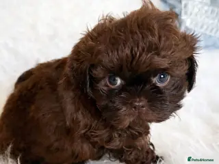 Shih Tzu dogs Aurora Shihtzu Waiting List Summer Babies 🌌 - Advert 1