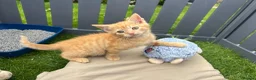 Mixed Breed cats for sale:  Gorgeous Tiger Pattern Mackerel Tabbies - Advert 17
