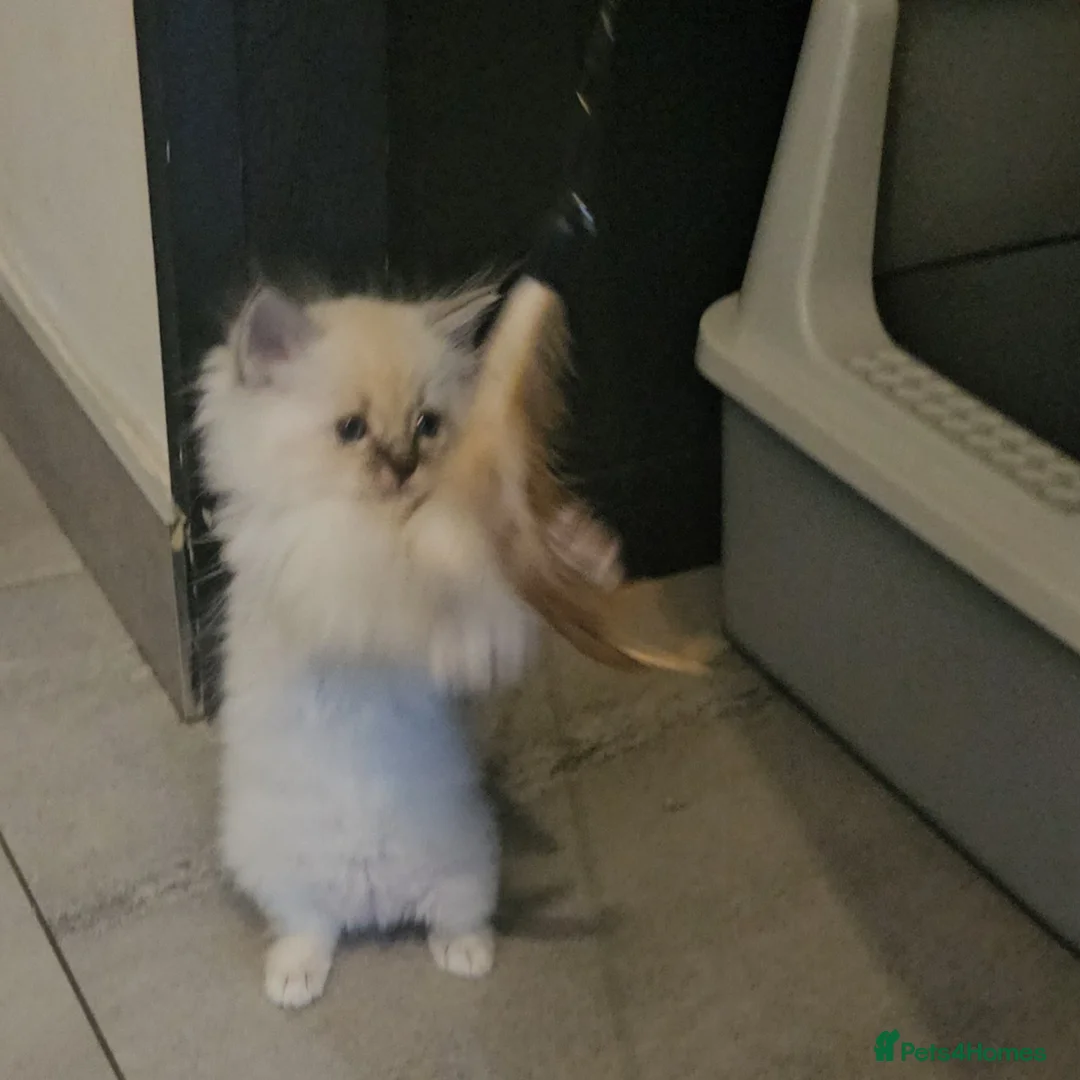 Ragdoll cats for sale: Stunning ragdoll kittens - Advert 2