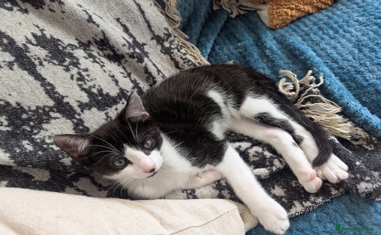 Domestic Shorthair cats - Advert 6