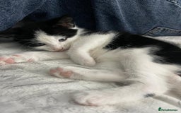British Shorthair cats for sale: Tuxedo Kittens  - Image 12