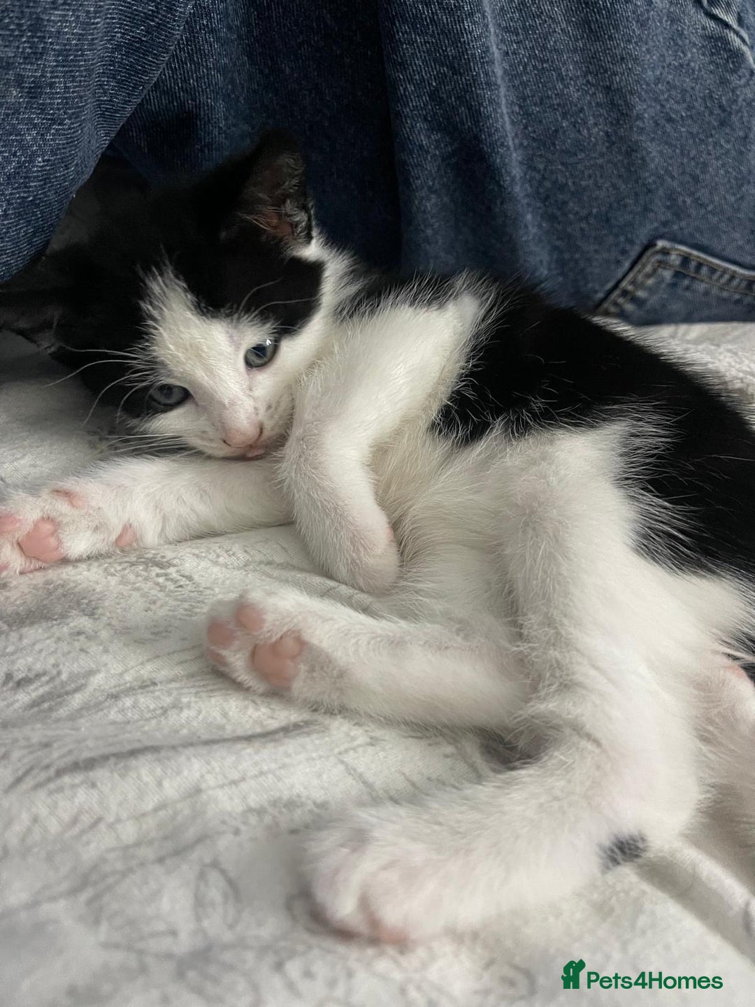 British Shorthair cats for sale: Tuxedo Kittens  - Image 12