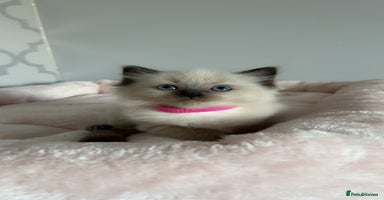 Ragdoll cats - Advert 6