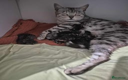 Mixed Breed cats for sale: Mixed bengal kittens  - Image 1