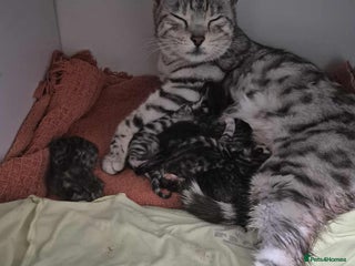 Mixed Breed cats for sale - Advert 1