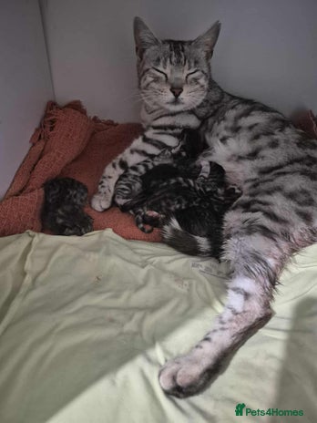 Mixed Breed cats - Advert 3