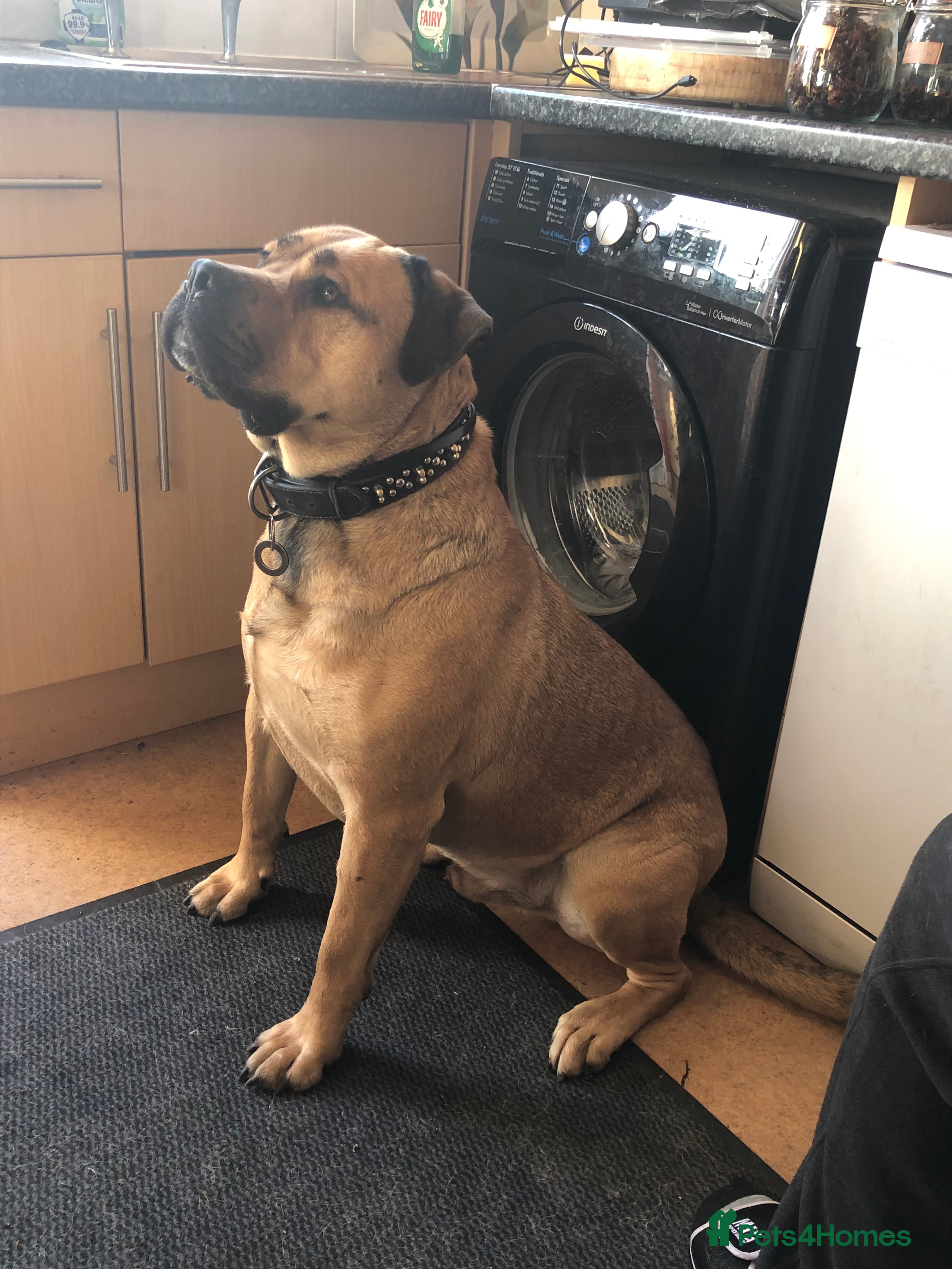 Mixed Breed dogs George. Bullmastiff x Labrador. Big lad - Advert 5