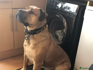 Mixed Breed dogs George. Bullmastiff x Labrador. Big lad - Advert 5