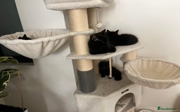Mixed Breed cats for sale: 3 kittens for sale  - Image 8