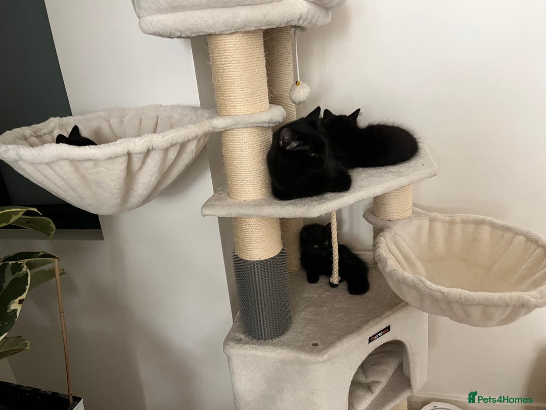 Mixed Breed cats for sale: 3 kittens for sale  - Image 8