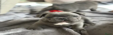 French Bulldog 3
