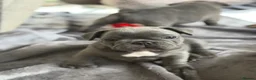 French Bulldog dogs for sale: Beautiful French Bulldog Puppies - Advert 6