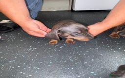 Dachshund dogs for sale: Dachshund puppys - Image 11
