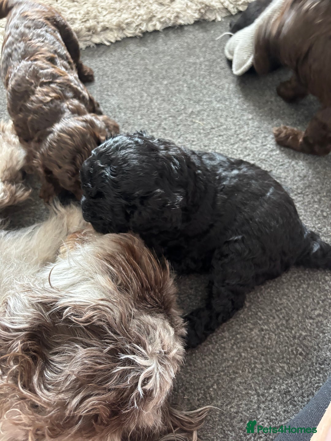 Cockapoo dogs for sale: 6 Cockapoo F1B *5 weeks old* - Image 12