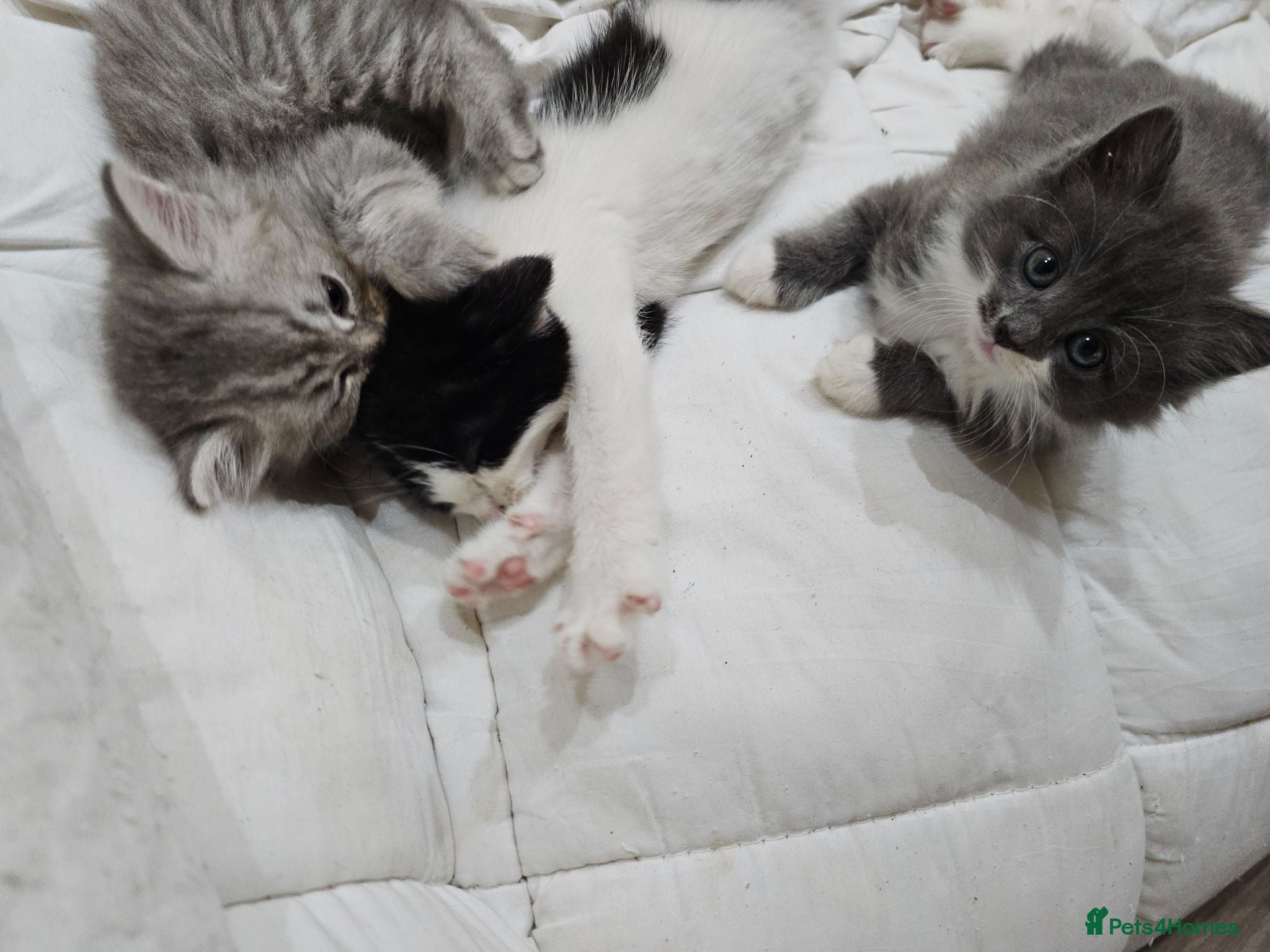 Mixed Breed cats 2 different litters, tiny kittens  - Advert 2
