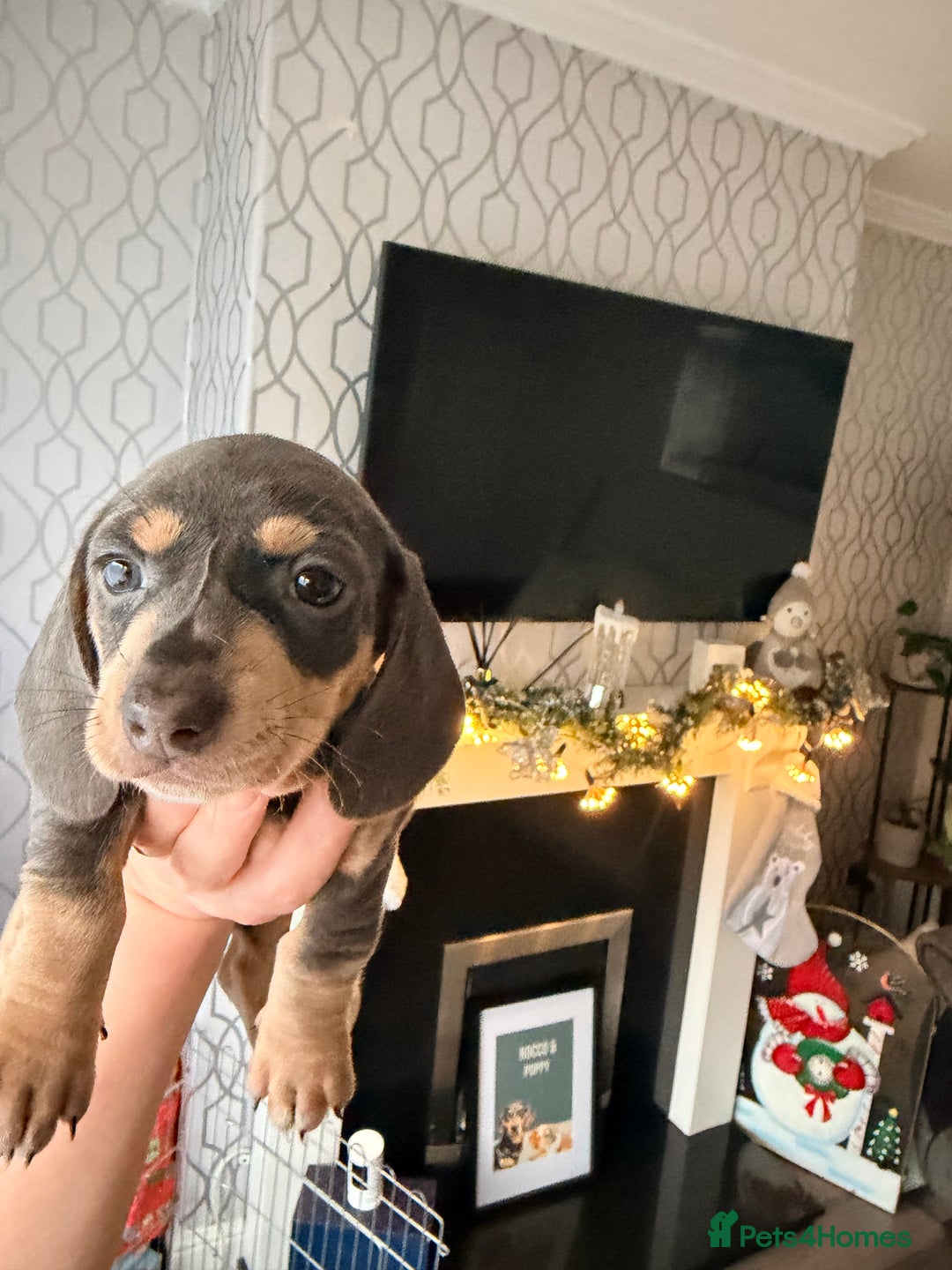 Dachshund dogs for sale: Family dogs first puppies - stunning Dachshunds  - Advert 20