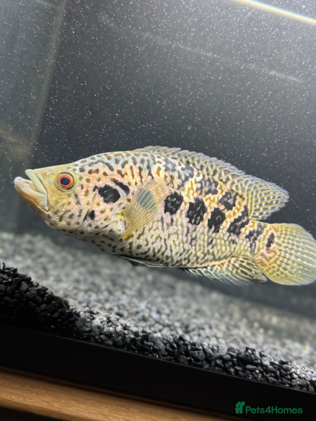 Cichlids fish for sale:  9.5 inch female jaguar cichlid  - Advert 2