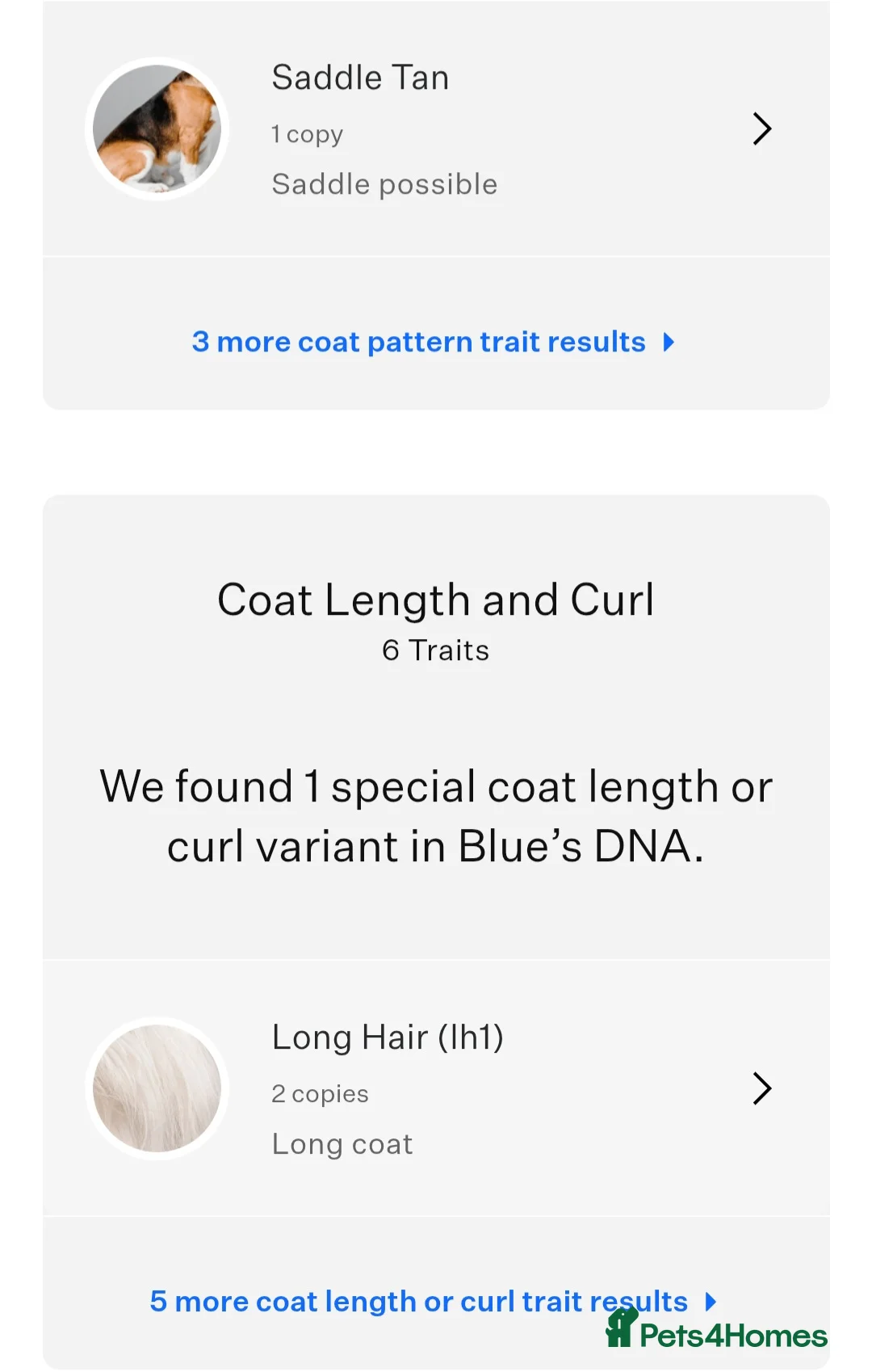 German Shepherd dogs for stud: PROVEN KC REG STRAIGHT BACK BLUE BICOLOUR in Redditch - Advert 23