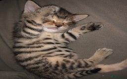 Bombay cats for sale: 3 little boy kittens - Image 1