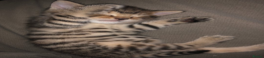 Bombay Kitten 1