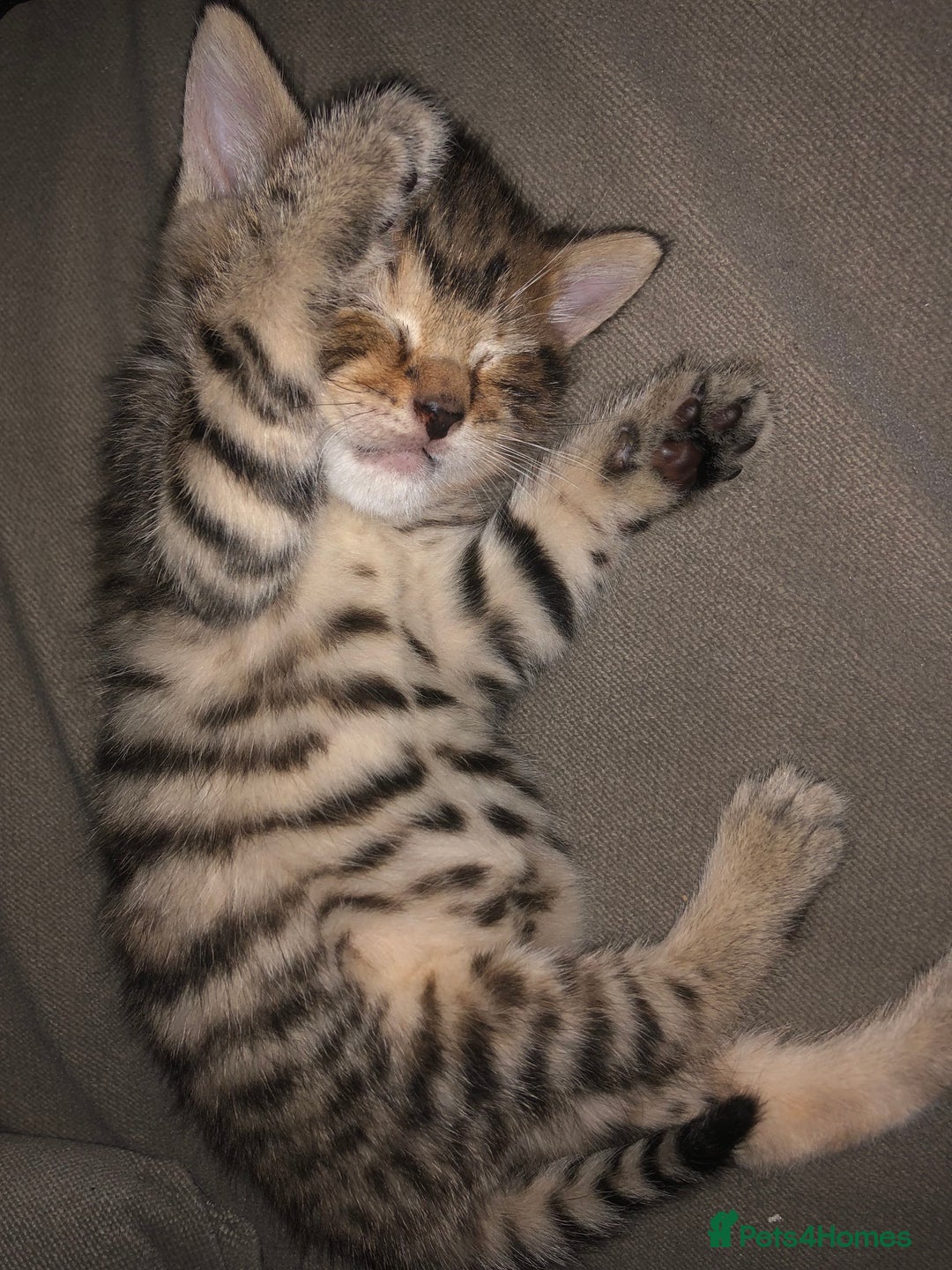 Bombay cats for sale: 3 little boy kittens - Image 1