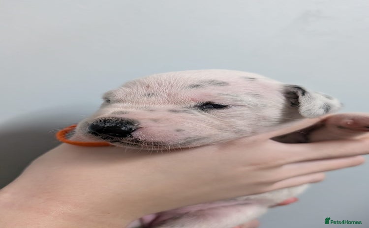 Dalmatian dogs - Advert 1