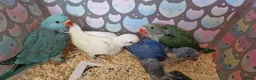 Parrots birds for sale: Indian ringnecks for sale READY TO GO - Advert 8