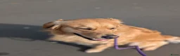 Golden Retriever dogs for stud: Proven - Fully Health Tested KC Golden Retriever - Advert 6
