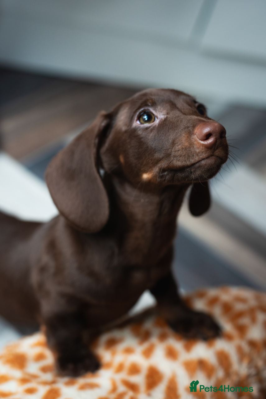 Dachshund dogs Miniature Dachshund puppies  - Advert 3