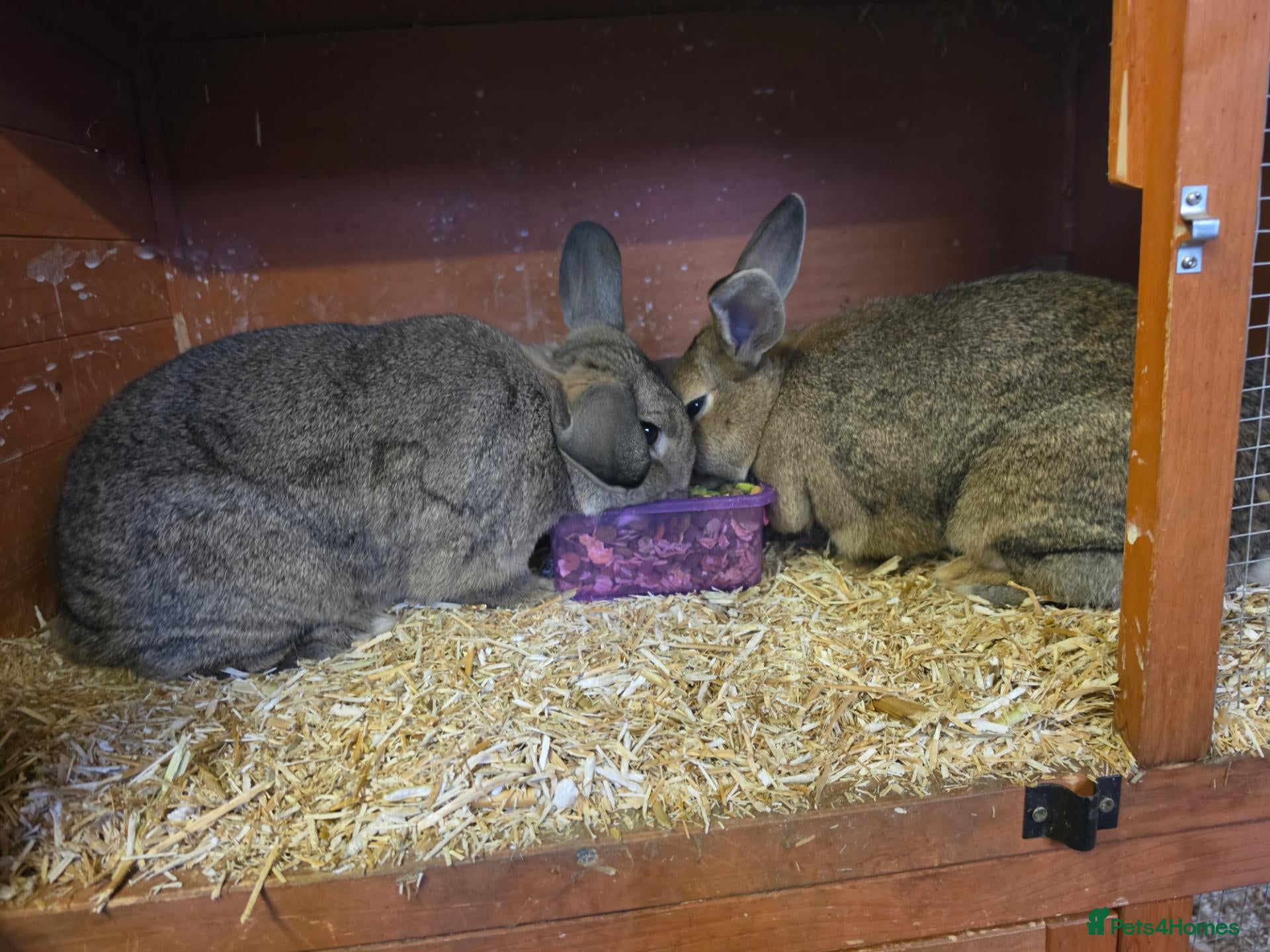 Mixed Breed rabbits 2 adult bunnies  - Advert 12