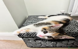 Domestic Shorthair cats for sale: Sweet, Playful Kittens Ready for Loving Homes 🐱 - Image 21